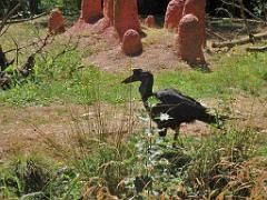 101PARC AUX OISEAUX DANS L AIN 2016 1_000048